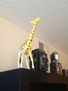 Proud little giraffe